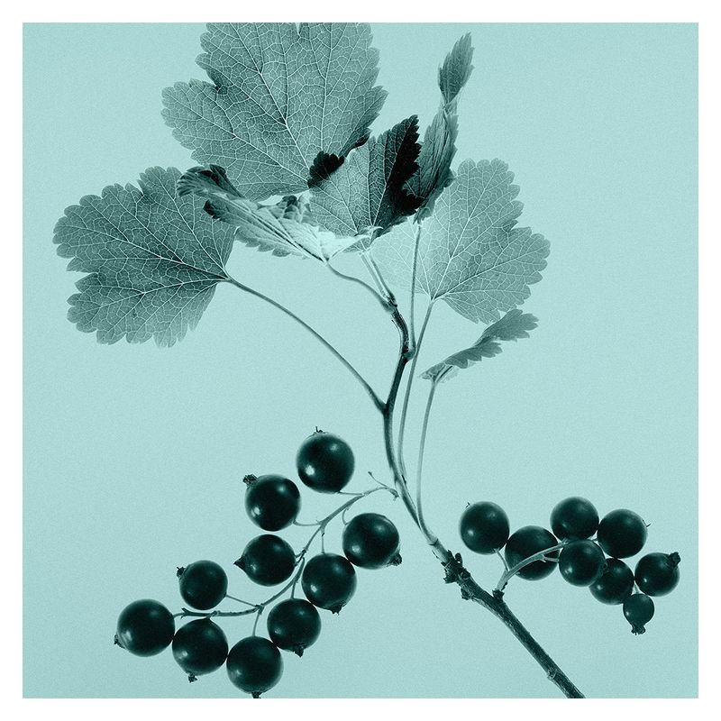 Tiffany & Co. Sheer, Eau de Toilette Donna, 75 ml Spray, Fragranza Floreale, Profumo femminile con note di Ribes Nero, Ylang Ylang e Iris