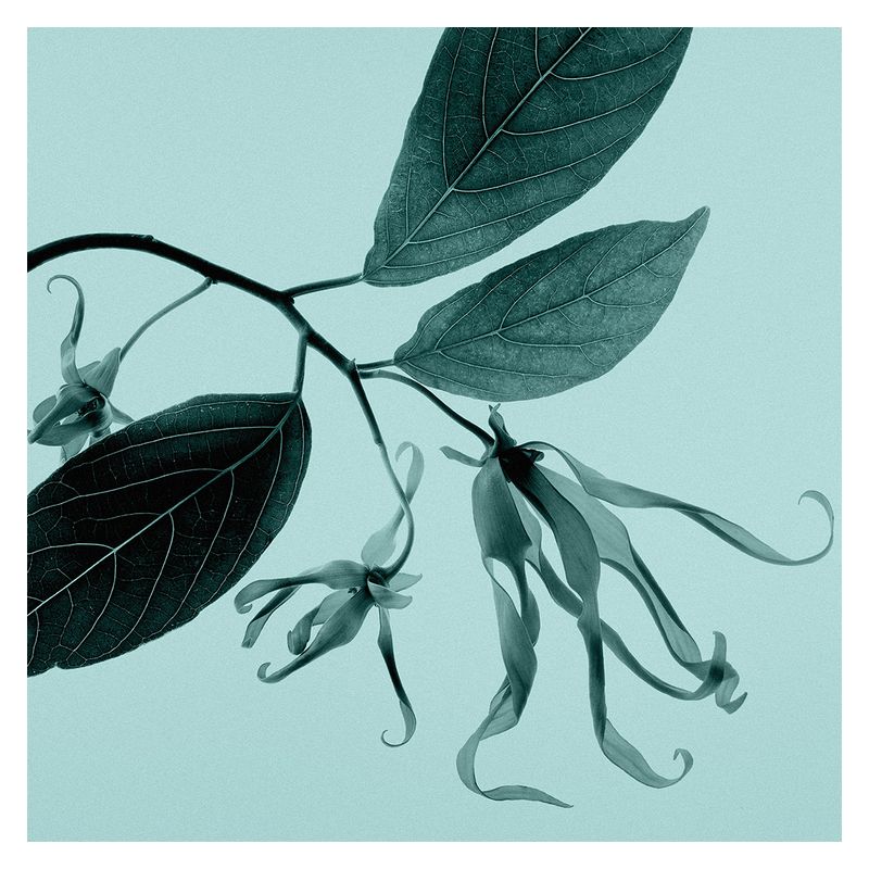 Tiffany & Co. Sheer, Eau de Toilette Donna, 75 ml Spray, Fragranza Floreale, Profumo femminile con note di Ribes Nero, Ylang Ylang e Iris