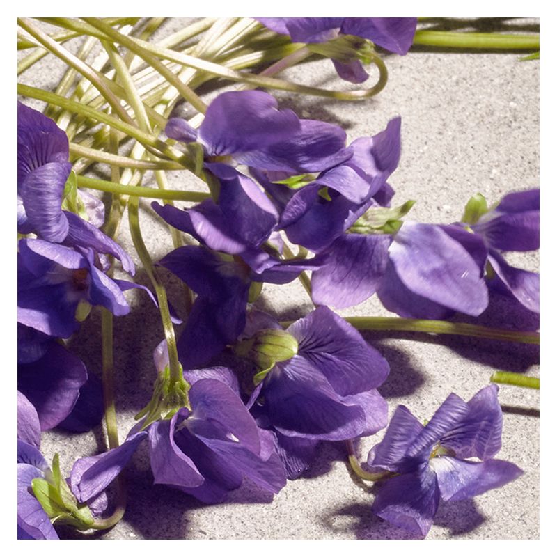 Dolce & Gabbana Dolce Violet, Eau de Toilette Donna, 50 ml Spray, Profumo Floreale Fruttato con Violetta, Ribes Nero e Vaniglia del Madagascar