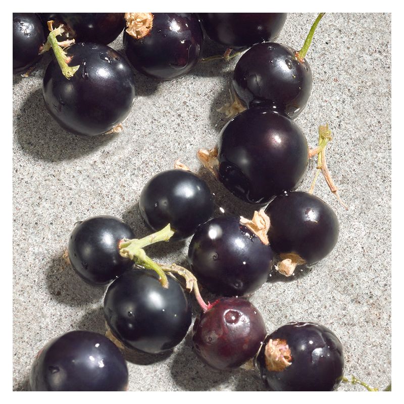 Dolce & Gabbana Dolce Violet, Eau de Toilette Donna, 50 ml Spray, Profumo Floreale Fruttato con Violetta, Ribes Nero e Vaniglia del Madagascar