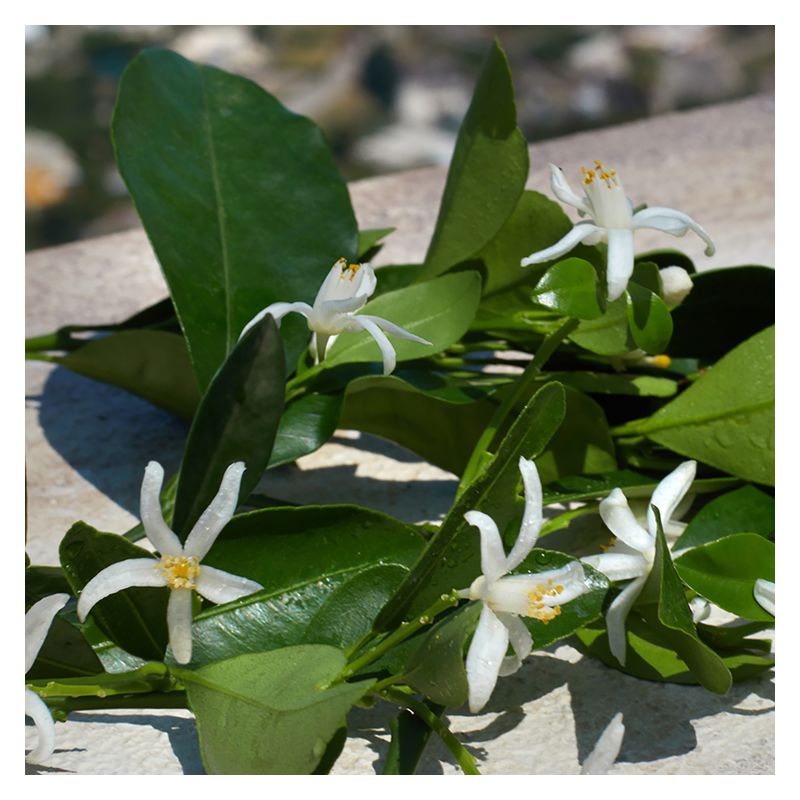 Dolce & Gabbana Devotion, Eau de Parfum Donna, 20 ml Spray, Profumo Ambrato Vanigliato Gourmand con note di Limone Candito e Fiori d'Arancio