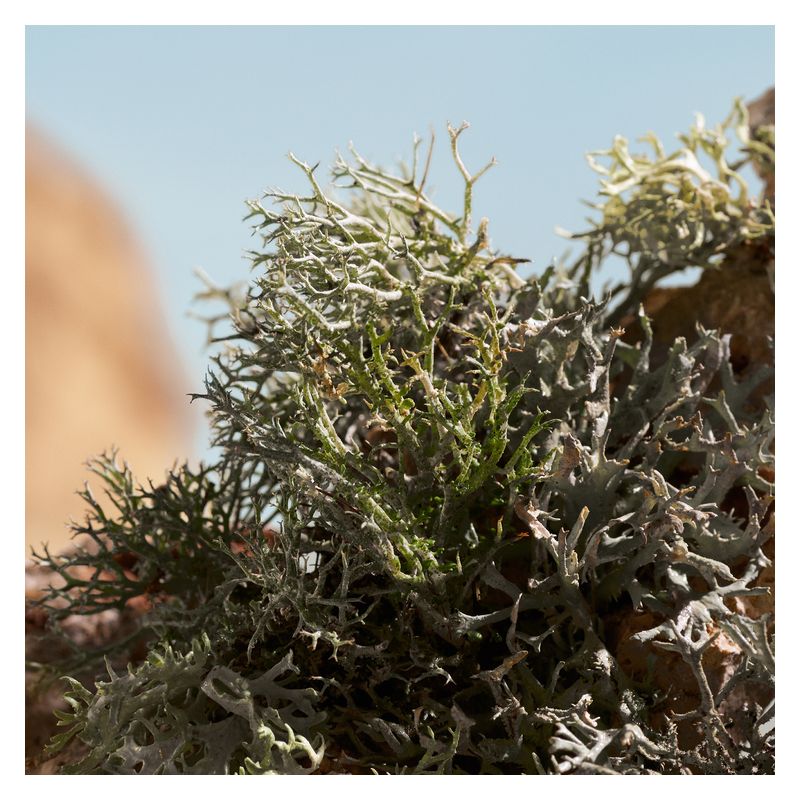 Dolce & Gabbana - Q BY DOLCE & GABBANA ELIXIR