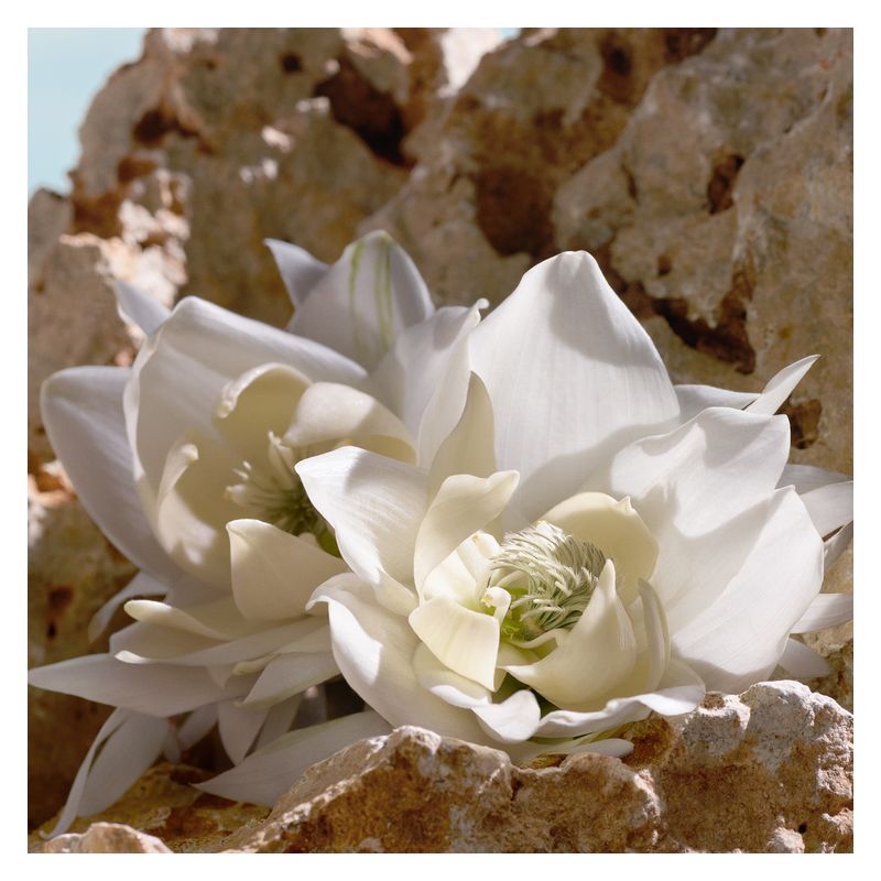 Dolce & Gabbana - Q BY DOLCE & GABBANA ELIXIR