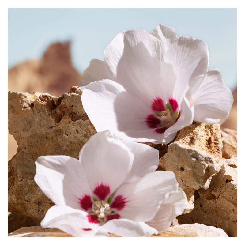 Dolce & Gabbana - K POUR HOMME ELIXIR