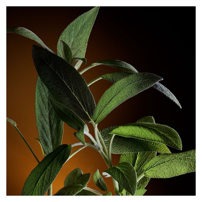 Dolce & Gabbana - The One Pour Homme Eau De Parfum Dolce & Gabbana - The One Pour Homme Eau De Parfum