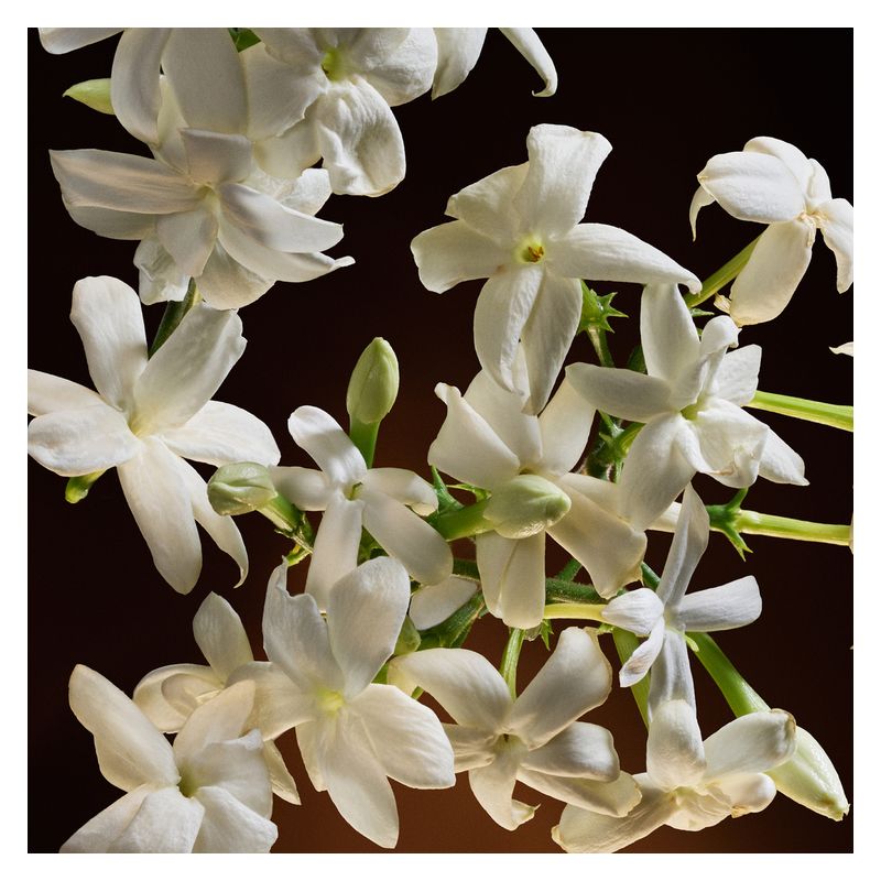 Dolce & Gabbana The One Eau De Parfum Intense, Profumo Donna, 50 ml Spray, Fragranza Ambrato Floreale, Intensa, audace e persistente per una donna audace