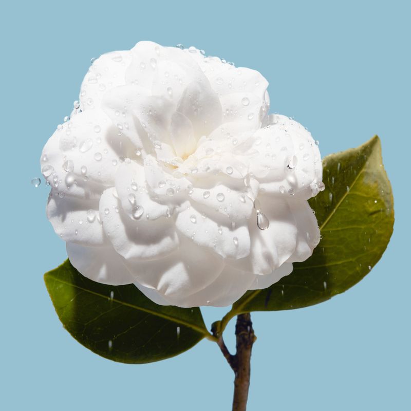 CHANEL - HYDRA BEAUTY MICRO GEL CRÈME CHANEL - HYDRA BEAUTY MICRO GEL CRÈME
