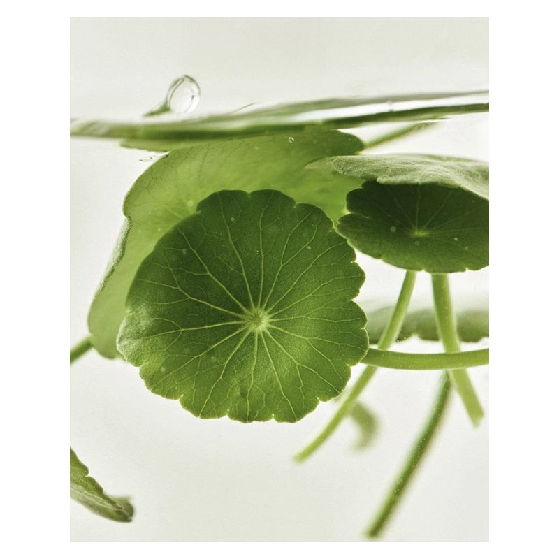 BEAUTYOFJOSEON - LIGHT ON SERUM CENTELLA + VITA C BEAUTYOFJOSEON - LIGHT ON SERUM CENTELLA + VITA C
