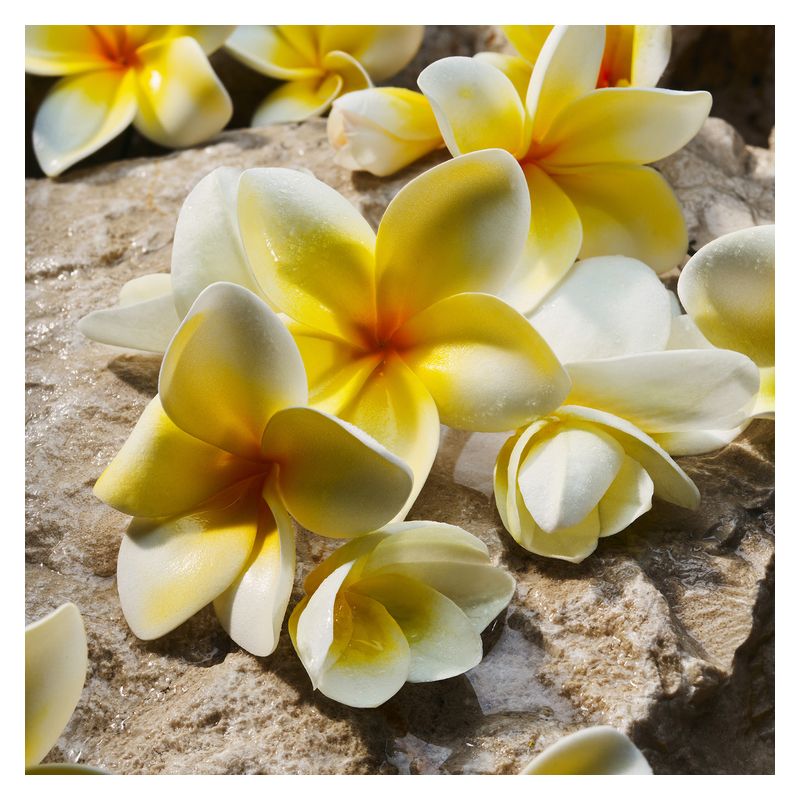 Dolce & Gabbana - LIGHT BLUE EAU DE PARFUM Dolce & Gabbana - LIGHT BLUE EAU DE PARFUM