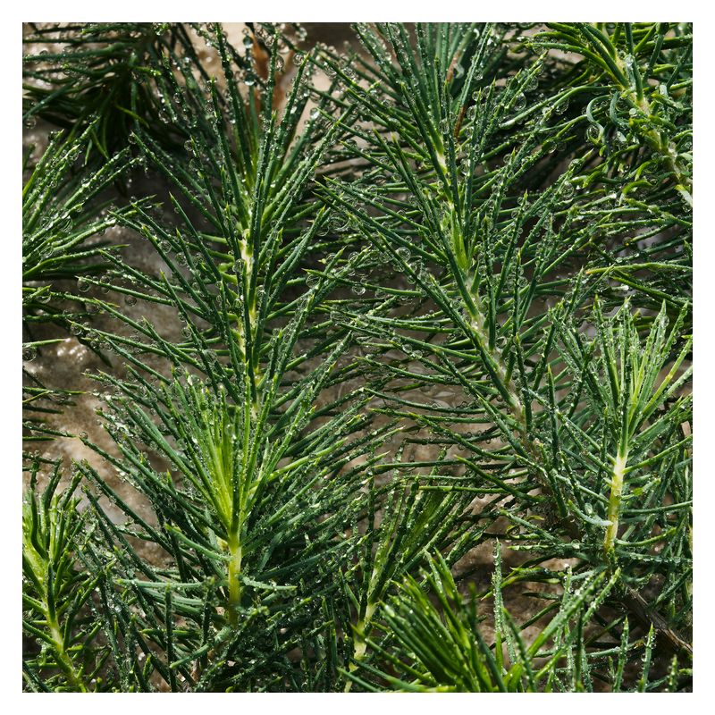 Dolce & Gabbana - LIGHT BLUE POUR HOMME EAU DE PARFUM Dolce & Gabbana - LIGHT BLUE POUR HOMME EAU DE PARFUM